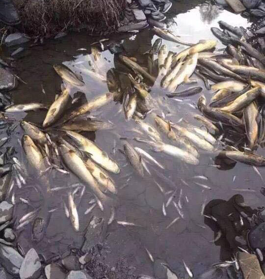 Dead fishes in the Lichu River, believed to be killed by the Lithium mining site.